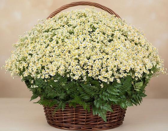 Цветочная композиция из Ромашки в корзине в Ассоколае